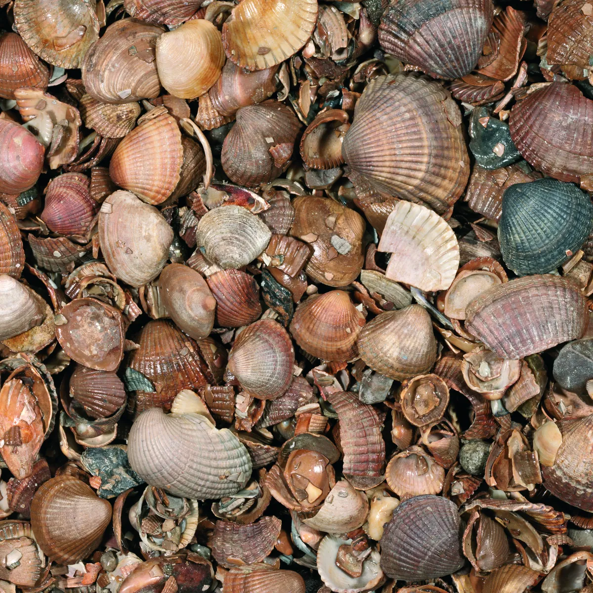 Schelpen Schoongewassen MB (350kg)